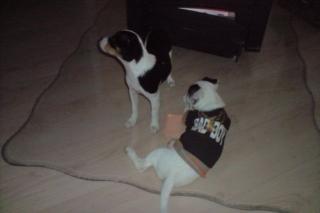 Jack-Russel-Mix