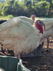 Truthähne, Puten, Turkey zu verkaufen