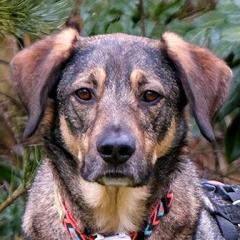 MOSTIE - männlich 4 Jahre 2 Monate 57 cm 24 kg Mix Gechipt Kastriert