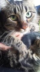 Verschmuste Katze wünscht sich eine Familie