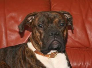 Deutscher Boxer Deckrüde