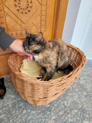 Katze Cindy verschwunden in Zaundorf/Hofkirchen
