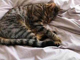 Ich suche meinen Kater Simba Katze