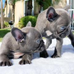 Französische Bulldogge Blueline