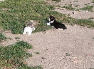 Katzenbaby suchen ein neues zu hause