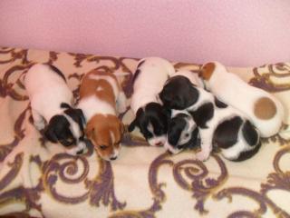 Jack Russel Welpen