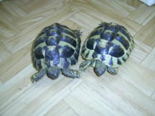 2x Testudo Hermani Griechische Landschildkrötem abzugeben