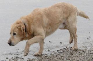 Roger - Golden Retriever -Mix. Nach 5 Jahren an der Kette möchte er anfangen zu