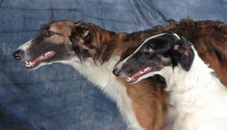 Rassehunde, Barsoi