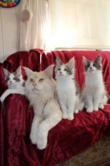 Maine-Coon-Katzenbabys