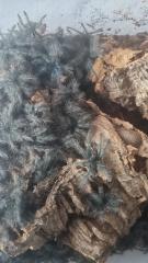 Theraphosa blondi und viele mehr