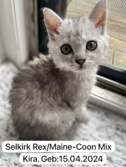 4 zuckersüße Selkirk Rex/ Main-Coon Mix Kitten