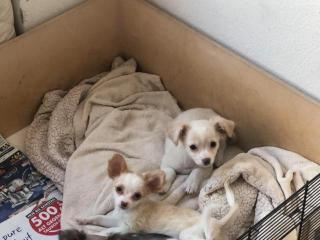 Zuckersüße Langhaar Chihuahua Mädchen