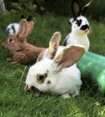 Vermittlung/ Aufnahme von Kaninchen