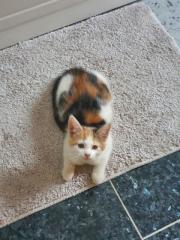 Wunderschöne Maine Coon Mix Kitten