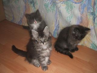Maine Coon /Perser Babys