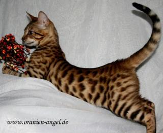Bengal kitten mit Stammbaum