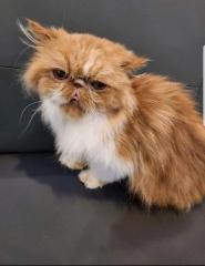 Suche kuschelplatz für Gizmo