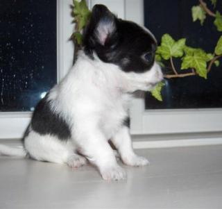 Chihuahua Welpen zur Annahme vorgelegt.