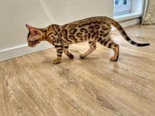Bengal kitten