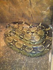 Boa Constrictor Terrarium
