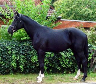 Hannoveraner Wallach Charly Brown von Conteur