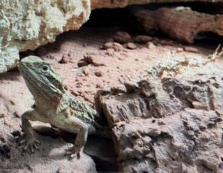 1. 0 Pogona henrylawsoni zu verschenken