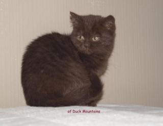 BKH-Kitten in Chocolate