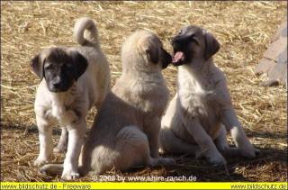 Wunderschöne reinrassige Sivas Kangal Welpen der Wächter Freund für Fam