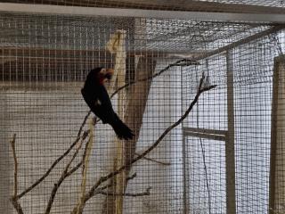 Furchenschnabel-Bartvogel