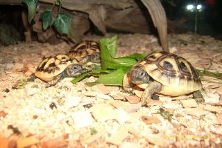 Biete Griechische Landschildkröten THB NZ 2021 vom Züchter