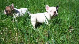FRANZÖSISCH BULLDOG WELPEN AUS COTTBUS - LIEBHABERZUCHT