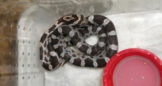 5. Kornnatter Hypo Miami Phase het. black