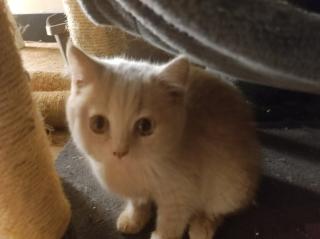 Verkaufe 1 BKh Mädchen und Kater