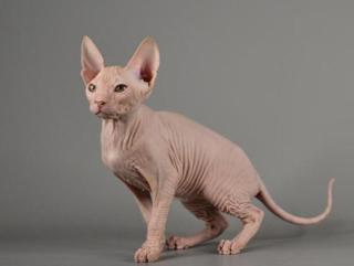 Sphynx Don Kitten mit 2G - Abgabebereit Reinrassige mit Tasthaare