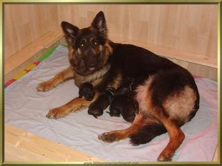 Altdeutsche Schäferhundwelpen - Aus alten gesunden Linien