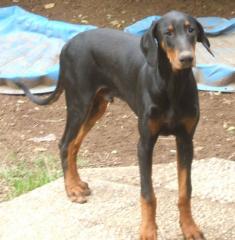 Dobermannwelpen sofort abzugeben