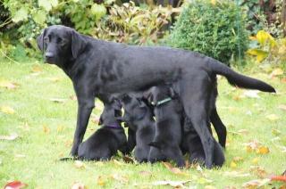 Schwarze Labrador-Retriever aus spezieller jagdlicher Leistungszucht
