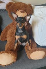 Zwergpinscher/Rehpinscherwelpen