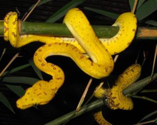 0, 0, 9 Morelia viridis Sorong NZ 06