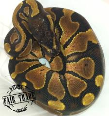 0. 1 Python regius Königspython ENZ 2021