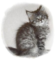 Maine Coon Kitten