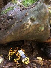 Dendrobates leucomelas