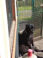 Cane Corso Mädchen