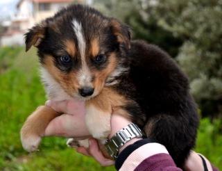 Marcel - eine kleine Kugel Hund .