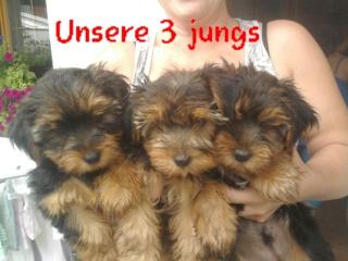 Yorki welpen