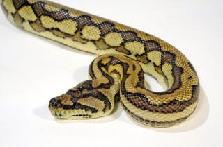 Morelia Spilota Spilota leo Morph