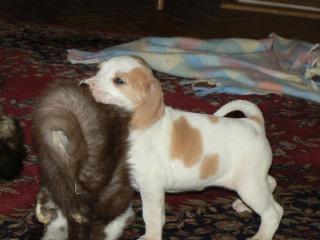 Porcelain Französische Jagdhunde