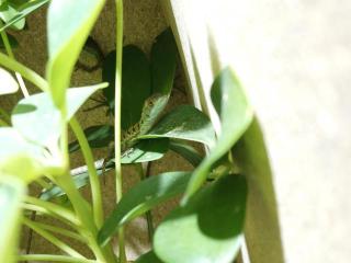 Stirnlappenbasilisk 0. 0. 2 Basiliscus plumifrons