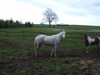 2 Painthorse Stuten zur Zucht
